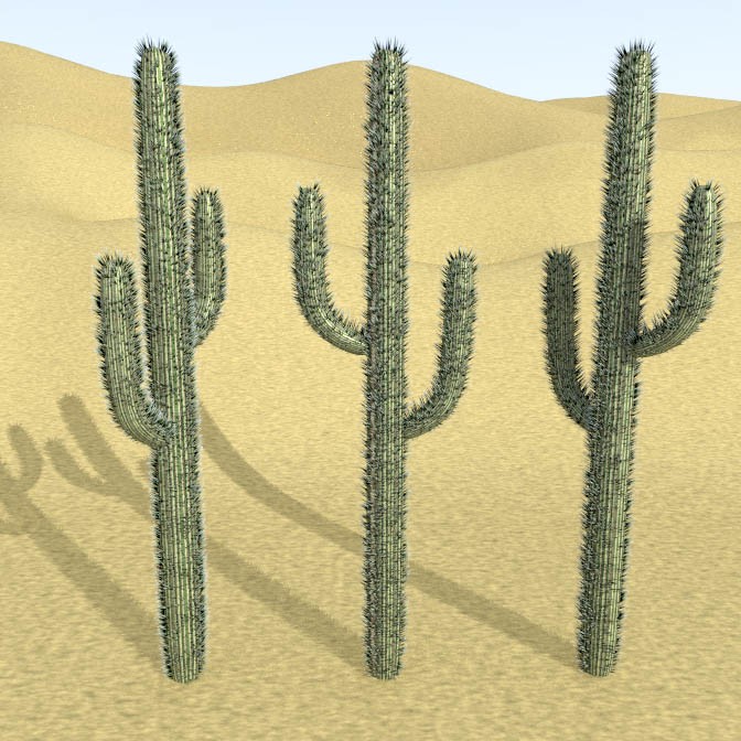 cactus preview image 1
